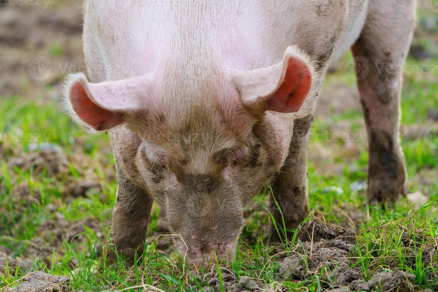 A large white pig stands in a lush grassy field, looking curiously at the camera. The pig has large floppy ears, a prominent pink snout, and its bristles glisten in the sunlight. photo