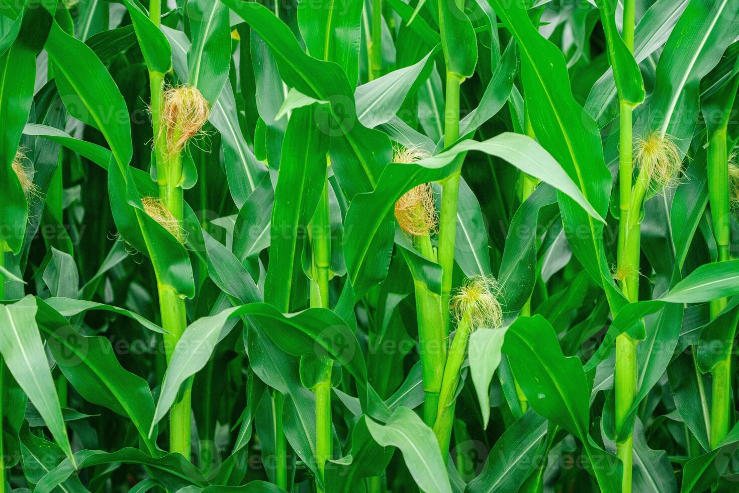 A lush green field filled with healthy corn crops growing in neat rows under bright sunlight. The tall stalks sway gently in the breeze, showcasing vibrant leaves and a rich landscape. photo