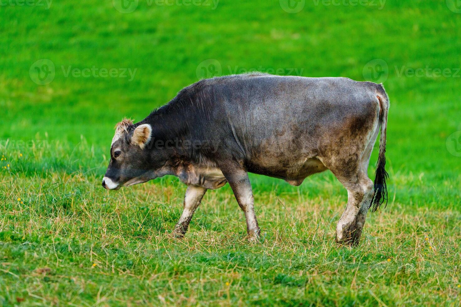 A serene gray cow with a distinct white belly and gentle horns stands gracefully in a lush green pasture. The cow is facing left, surrounded by vibrant greenery, creating a peaceful rural scene. photo