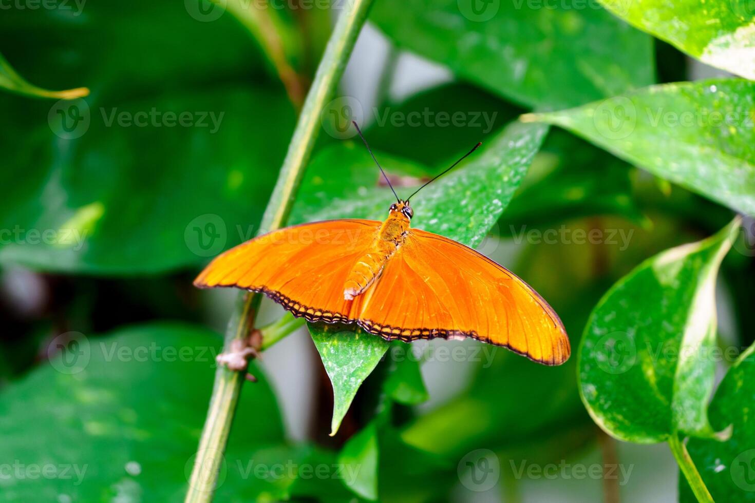 A stunning closeup of a vibrant orange butterfly with intricate black patterns on its wings. It rests gracefully on a lush green leaf, showcasing its beauty against the natural background. photo