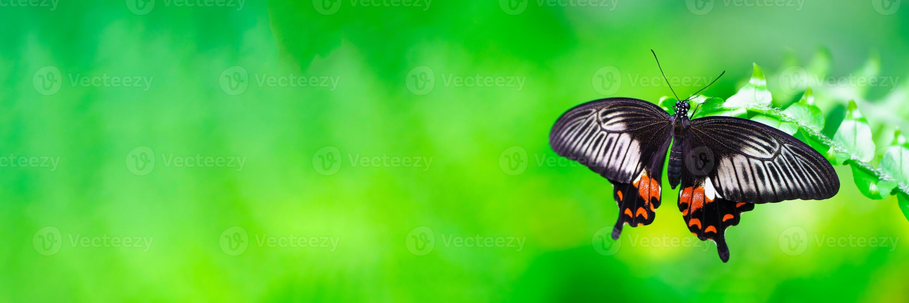 A beautiful black and orange butterfly sits on a green leaf, showcasing its intricate patterns and vivid colors against a lush green background, representing nature s artistry. photo