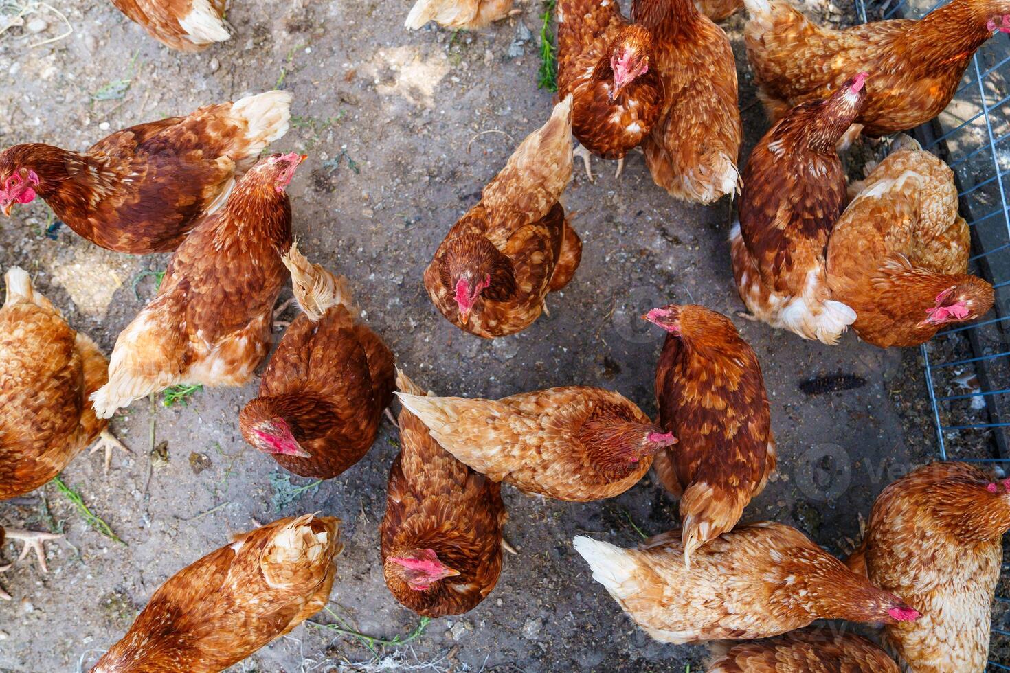 A group of Rhode Island Red hens in a chicken coop happily eating grains. The hens display a variety of shades including deep brown and light brown, showcasing their beautiful plumage. photo