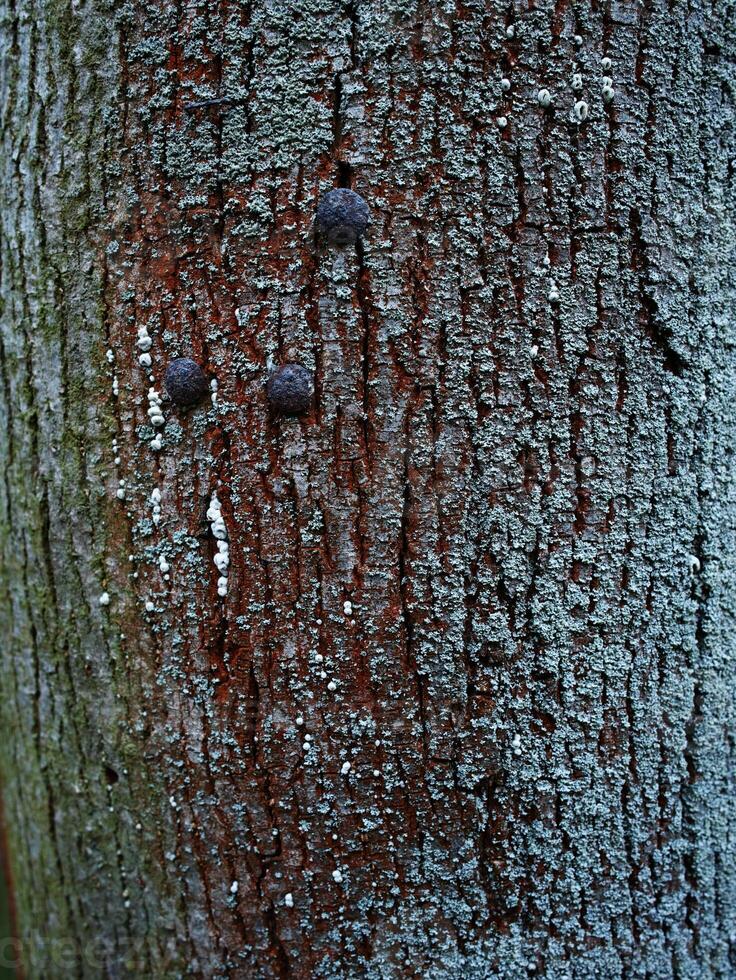 Natural background, lichens on a tree bark photo