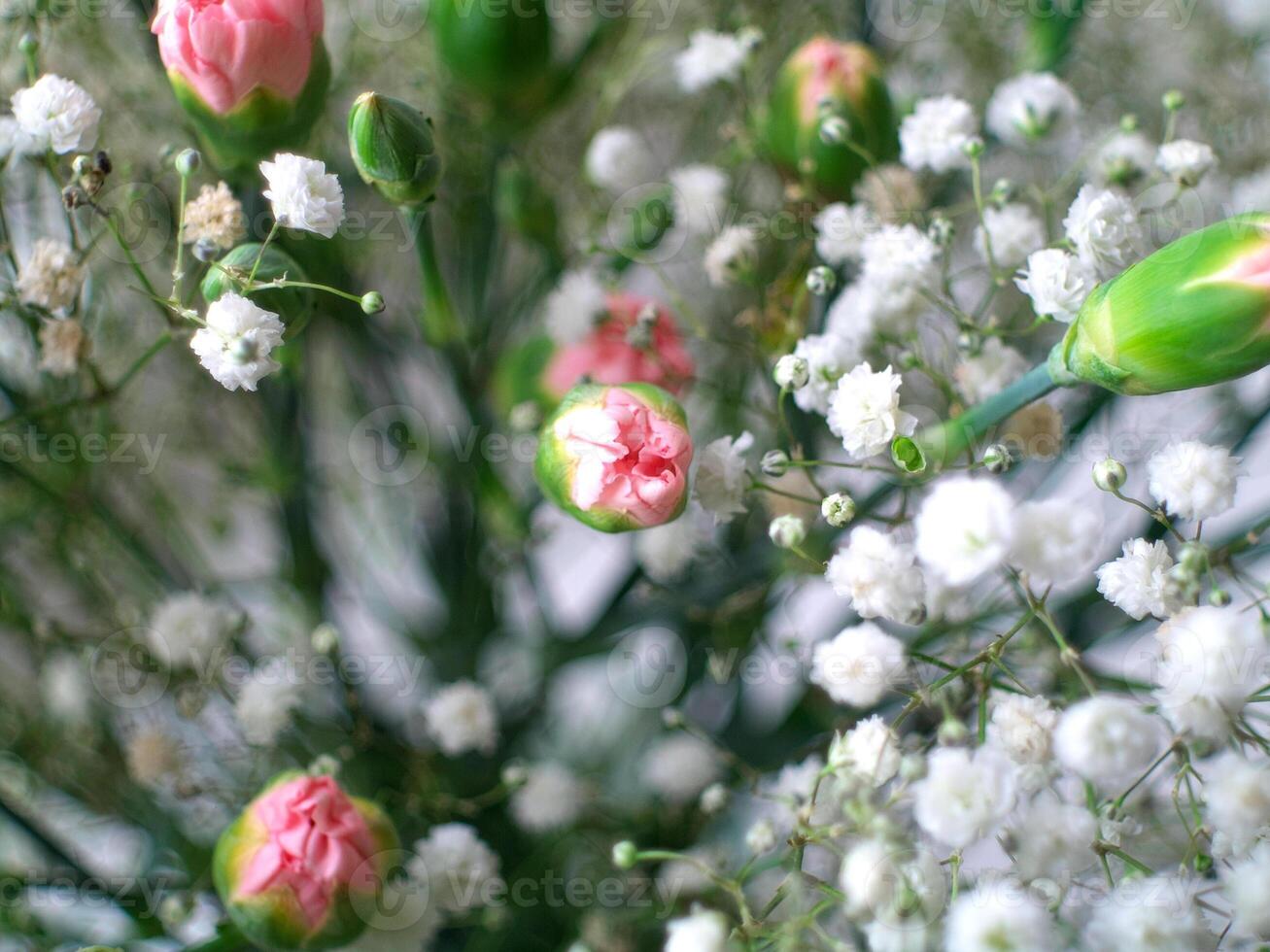 A single pink flower is surrounded by white flowers photo