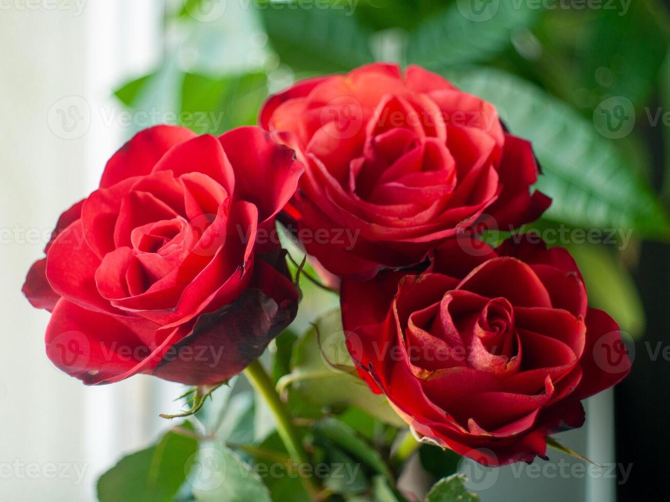 Three red roses are in a vase photo