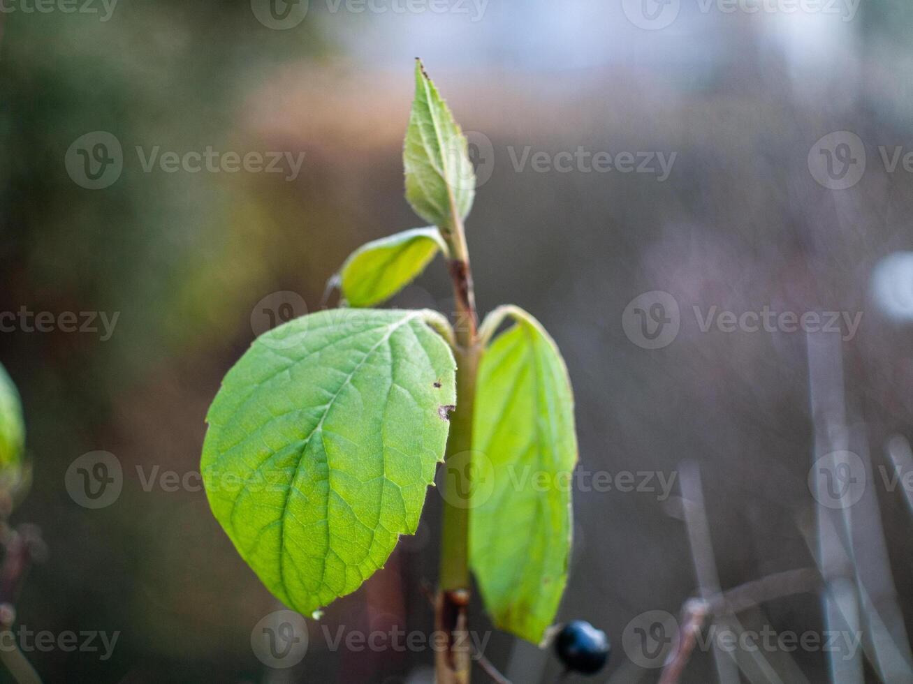 A leaf is growing on a plant photo