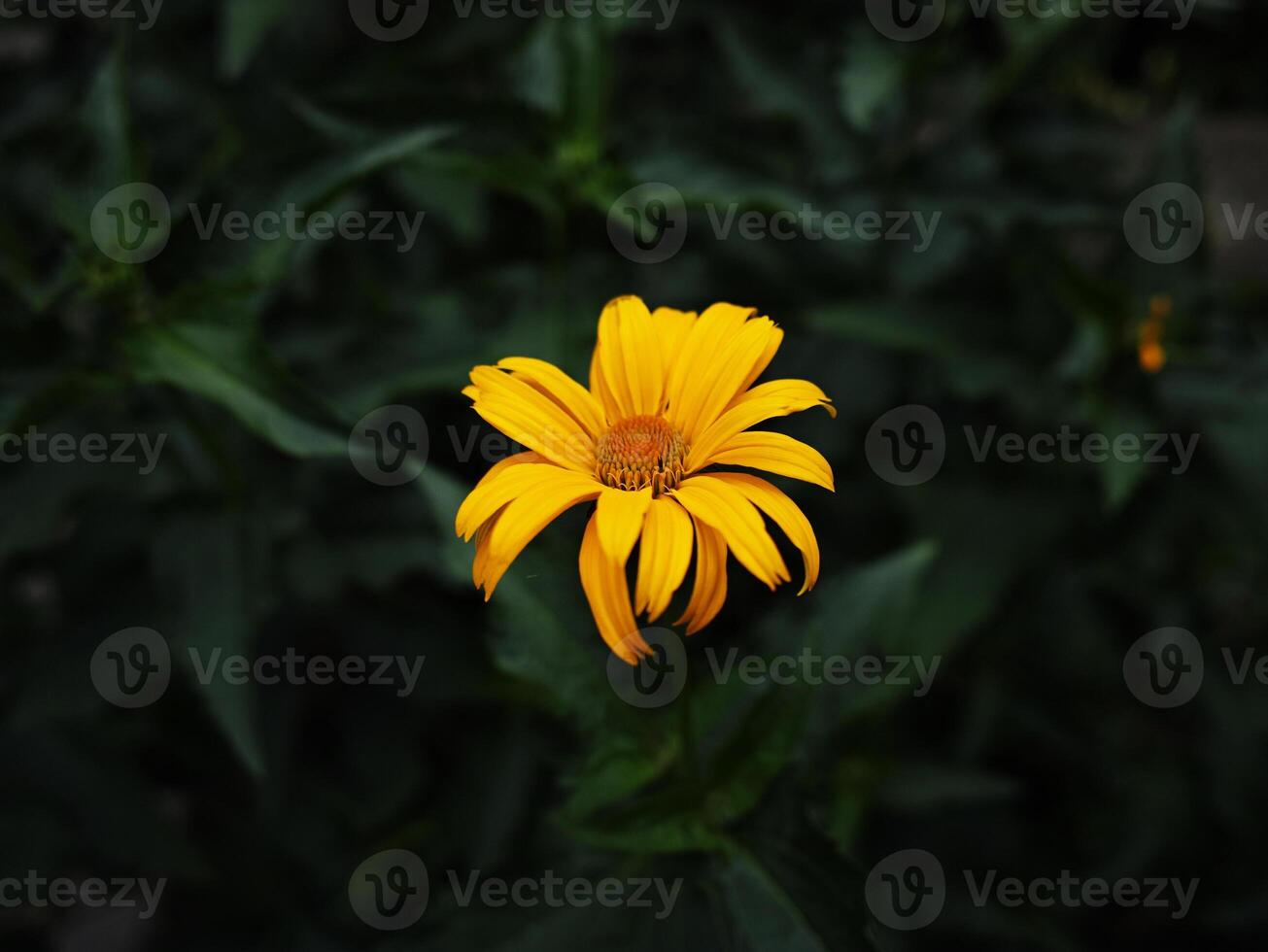 Dahlia flower head yellow isolated on white background. Spring time, garden. Flat lay, top view photo