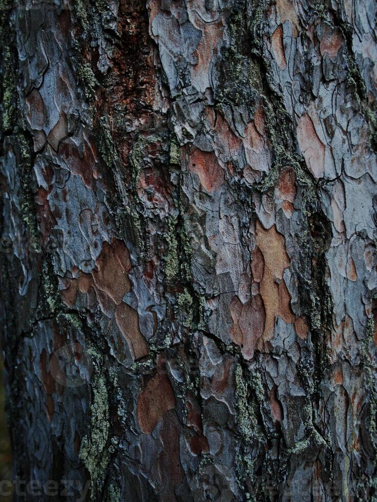 Natural background, lichens on a tree bark photo