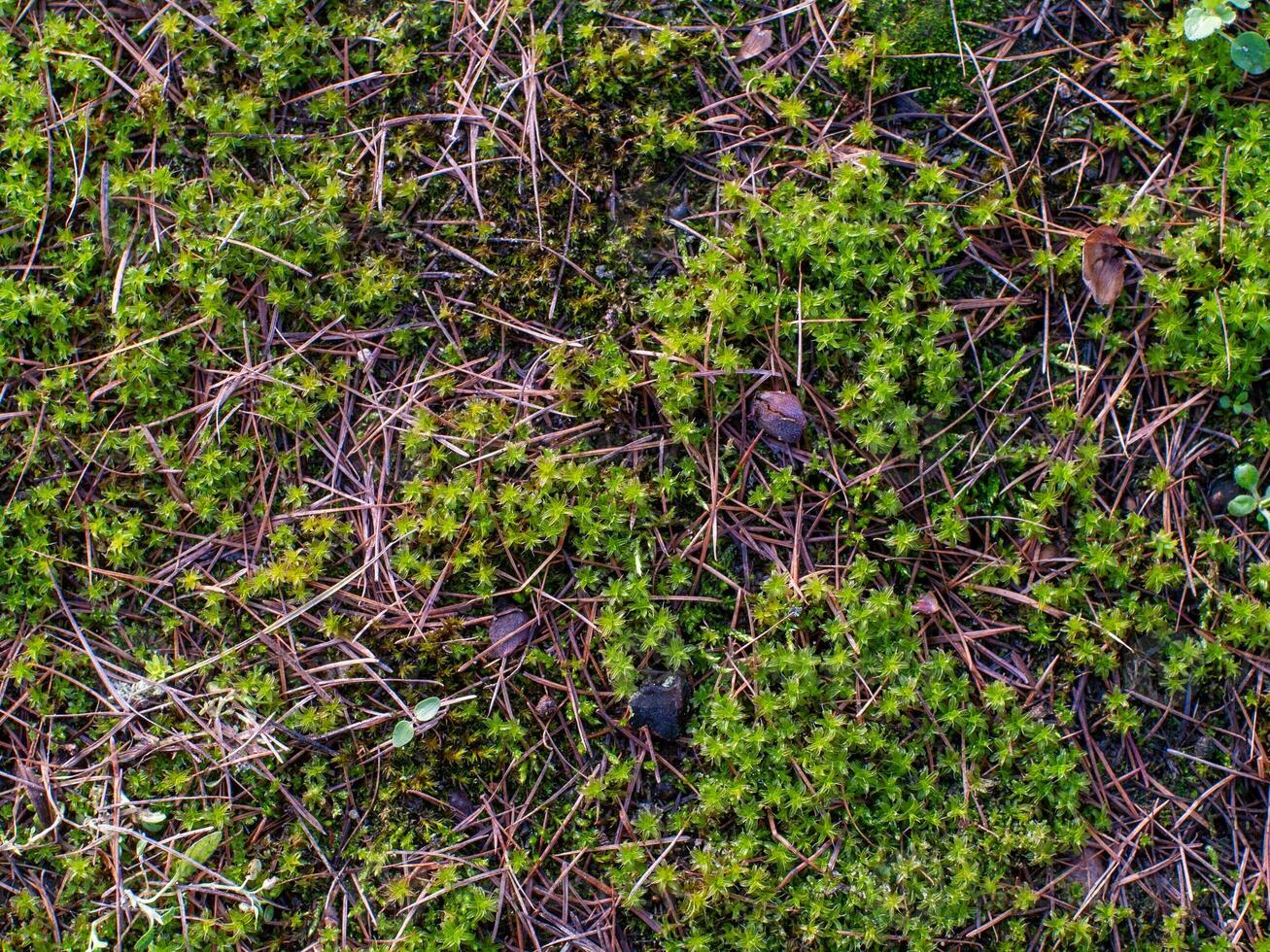 A patch of moss on the ground photo