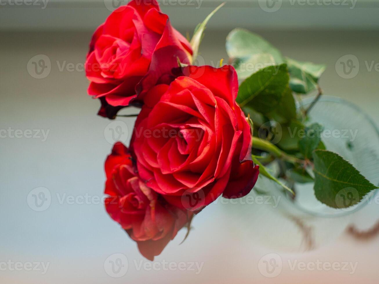 Three red roses in a vase photo