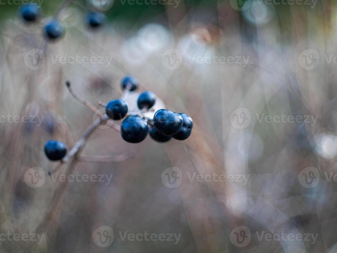 A bunch of blue berries on a branch photo