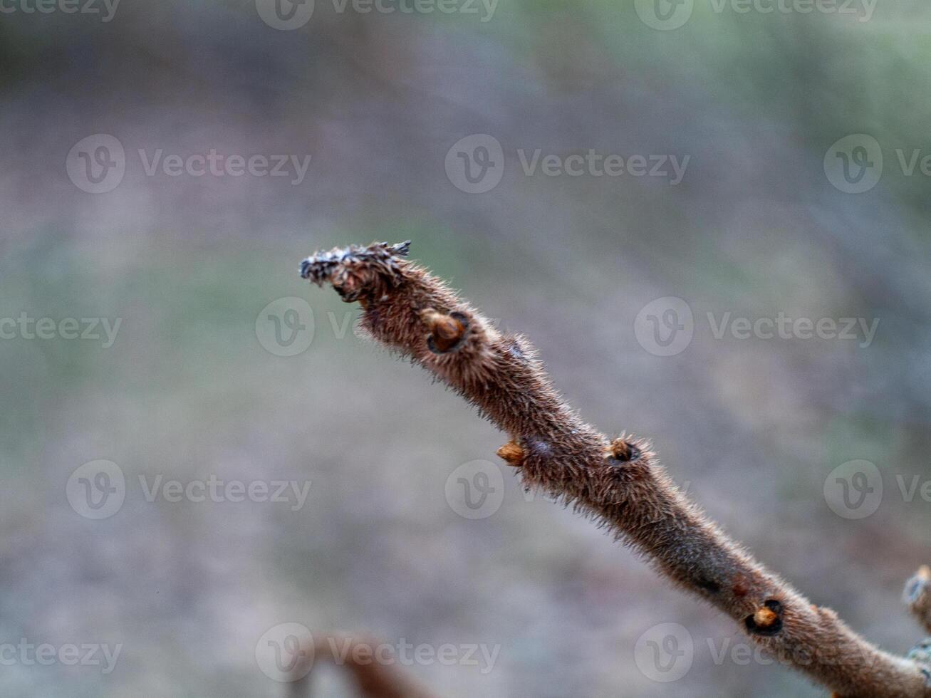A branch with a bug on it photo