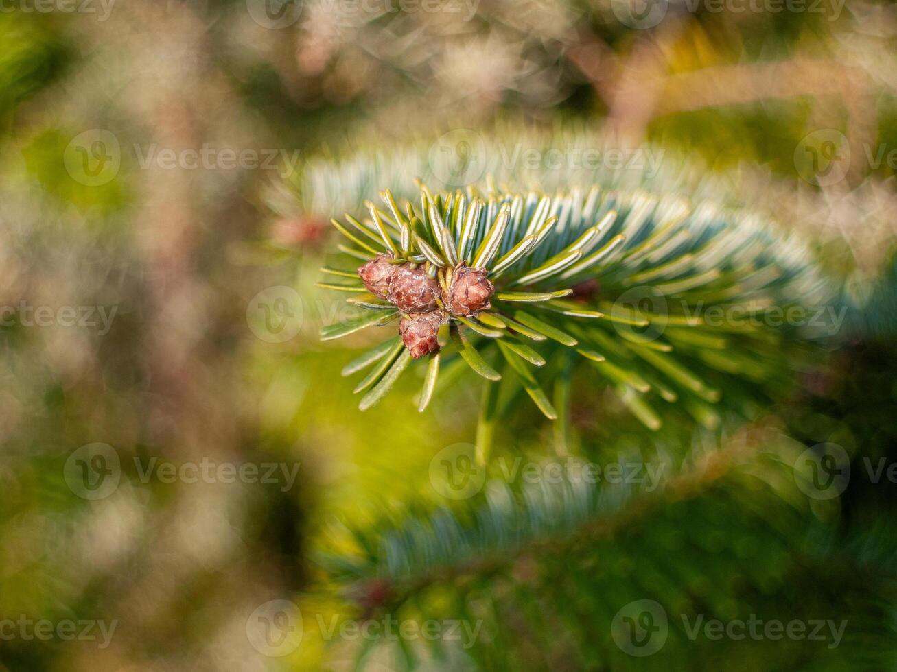 A pine tree branch with three cones on it photo