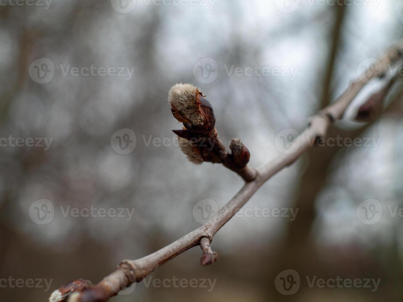 A branch with a leaf on it photo