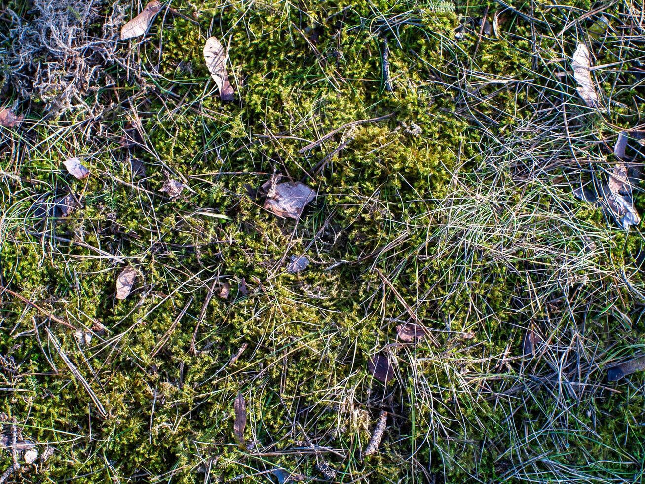 A patch of grass with some leaves and twigs on it photo