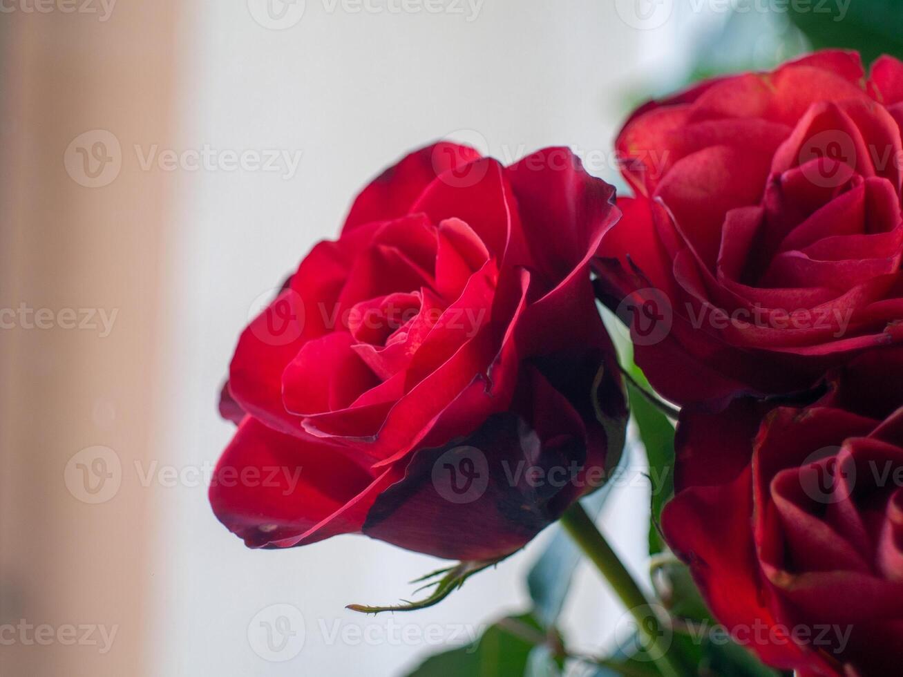 A red rose with a green stem photo