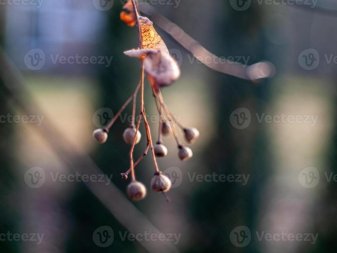 A branch with a bunch of small brown flowers photo