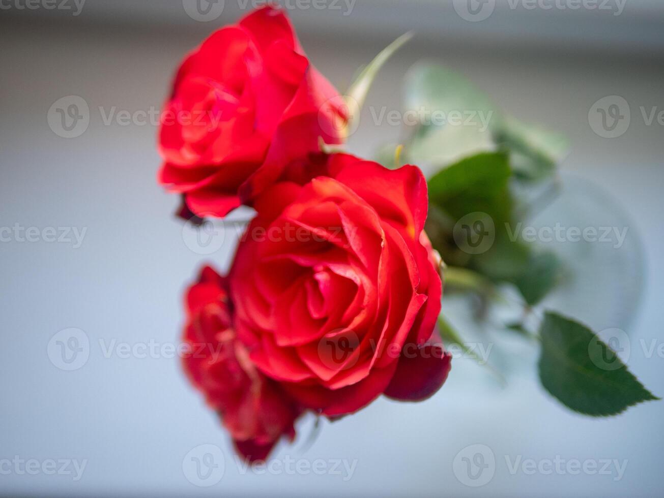 Two red roses in a vase photo