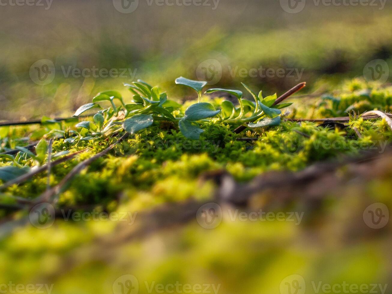 A patch of green moss on the ground photo