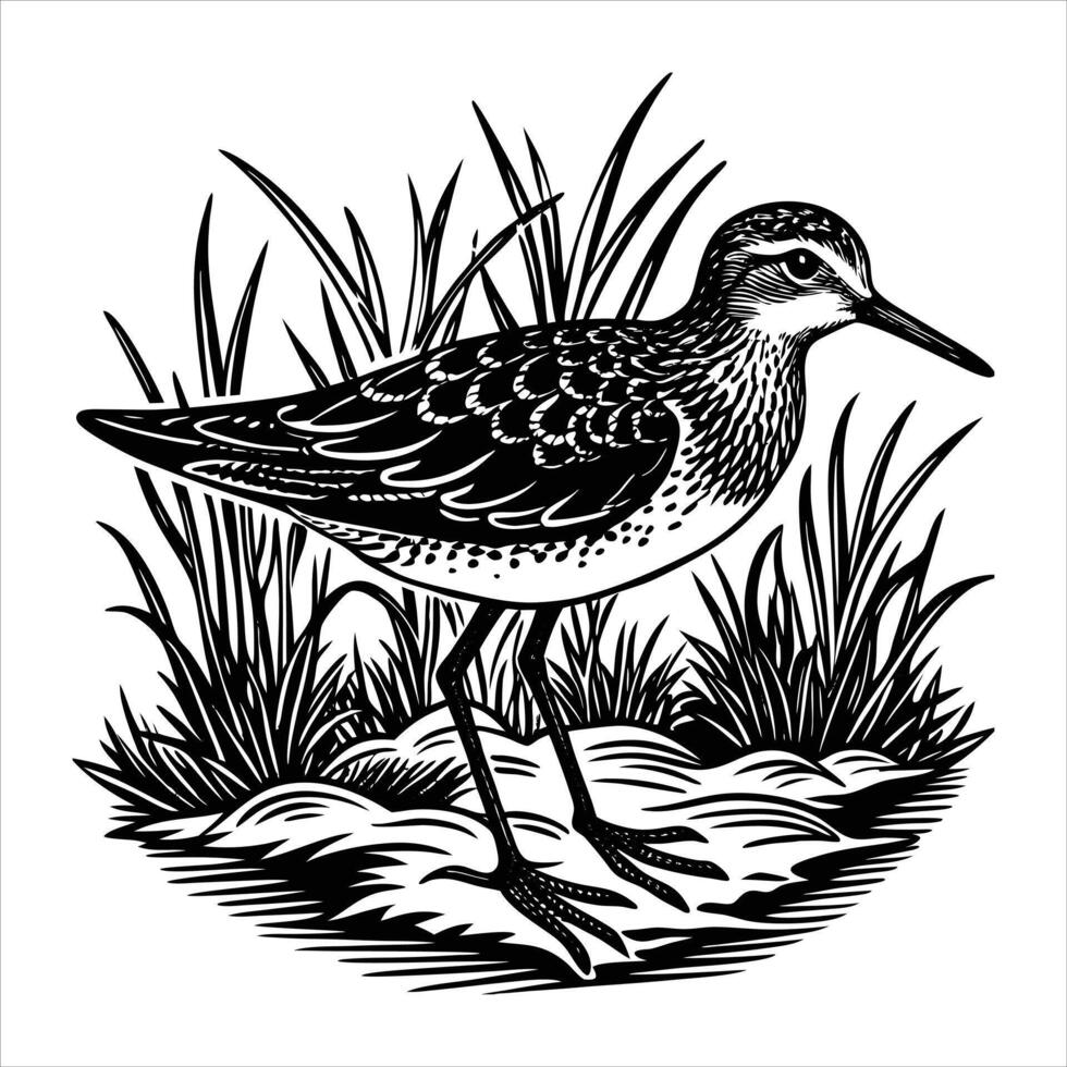 shot of a beautiful dunlin vector