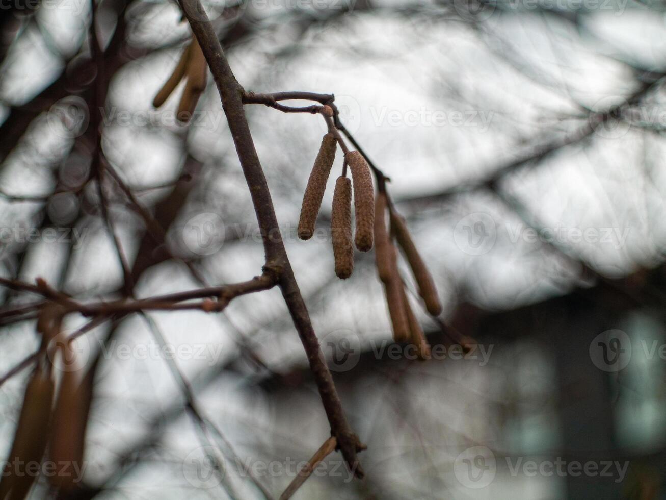 A tree branch with a few leaves on it photo