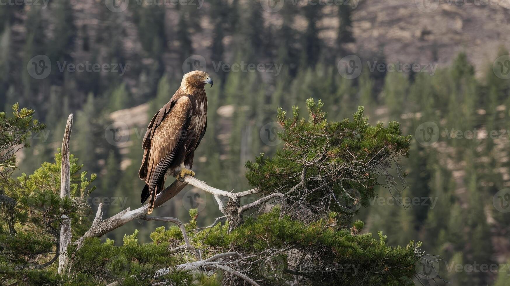 Golden eagle, yellowstone national park, wyoming photo