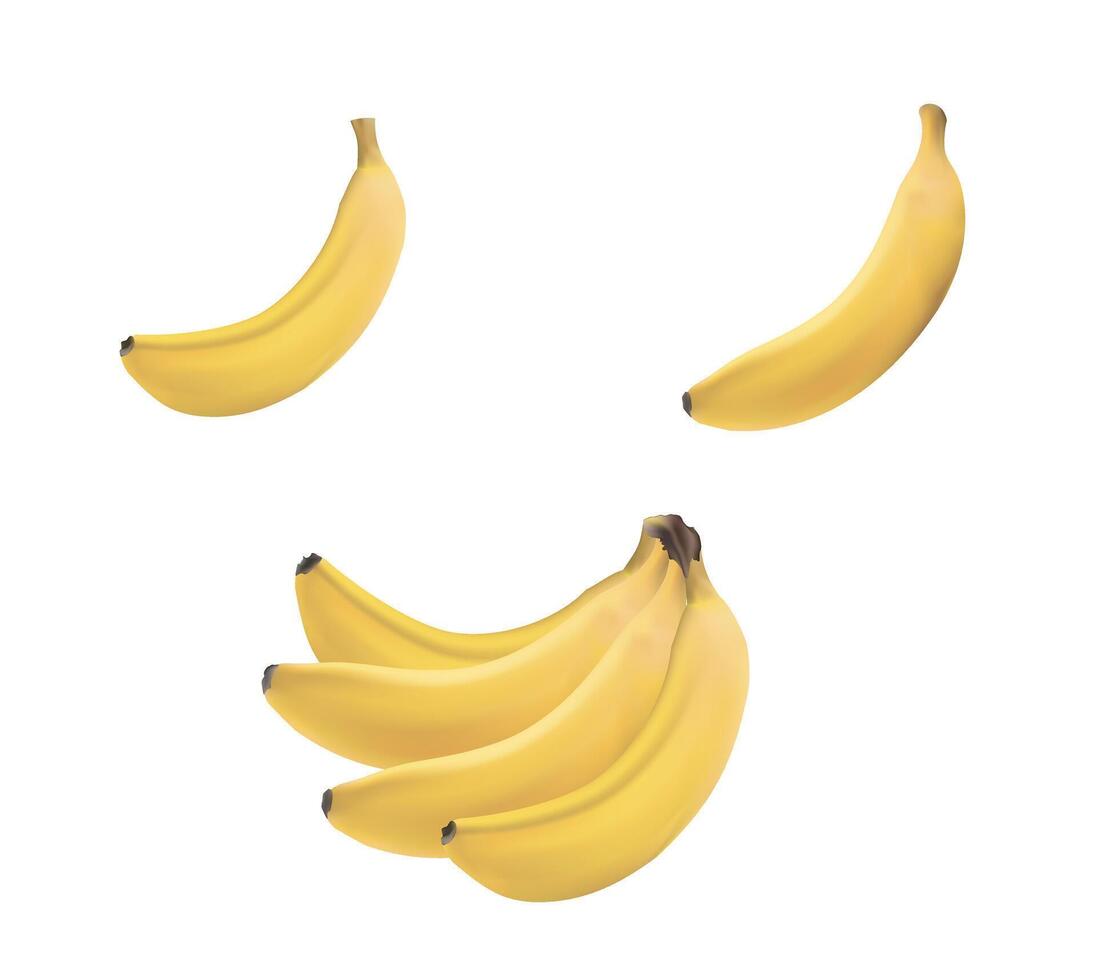 Realistic illustration of banana and of bunch of bananas, banana icon, banana image vector