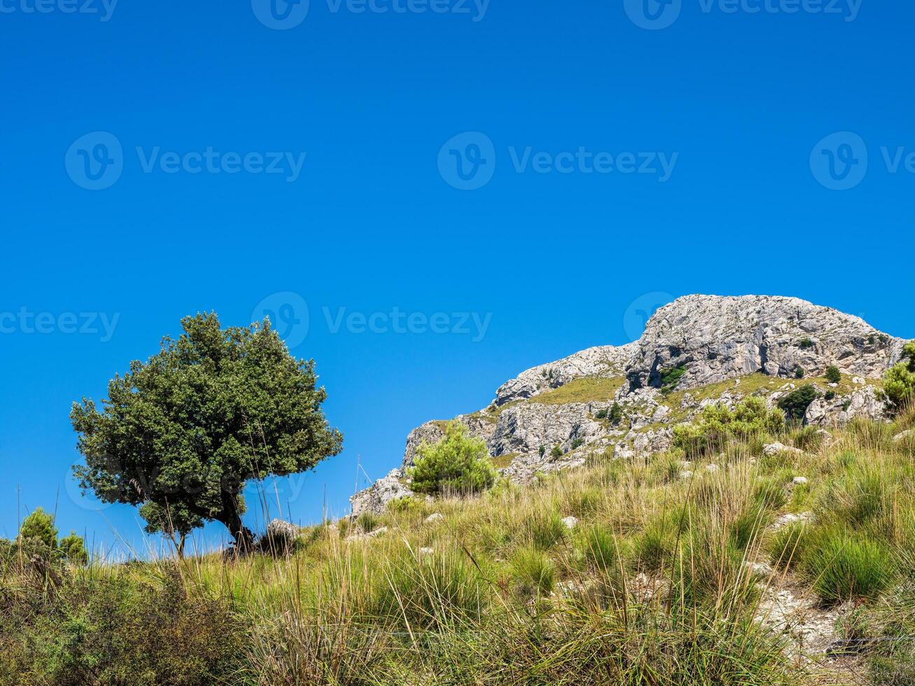 Shrubs and tree near rocky cliff photo