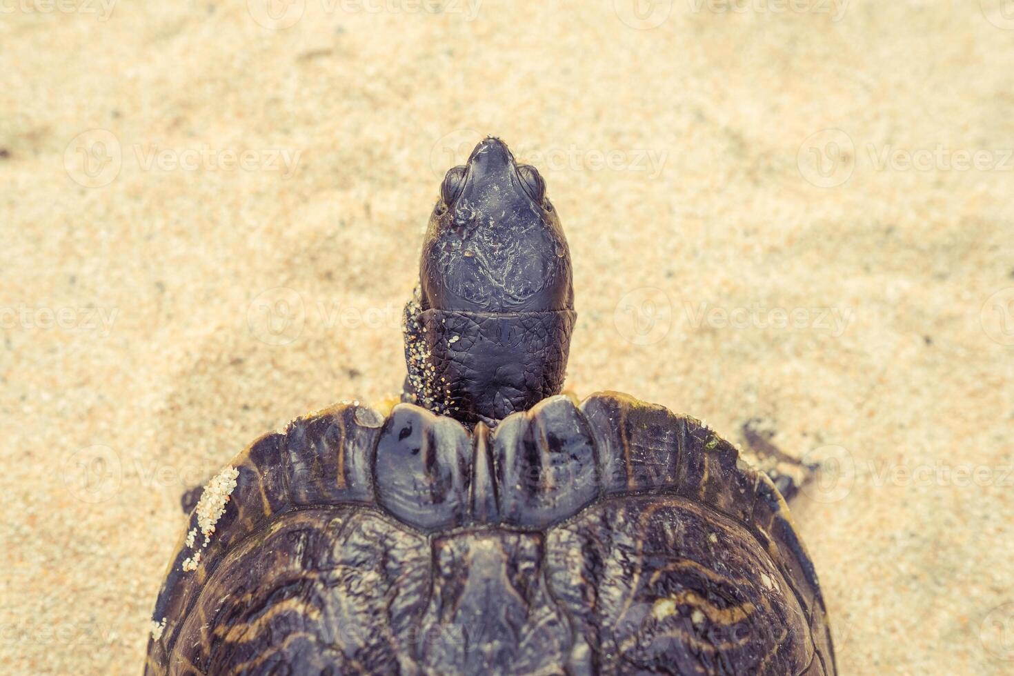 Sea turtle on sandy beach photo