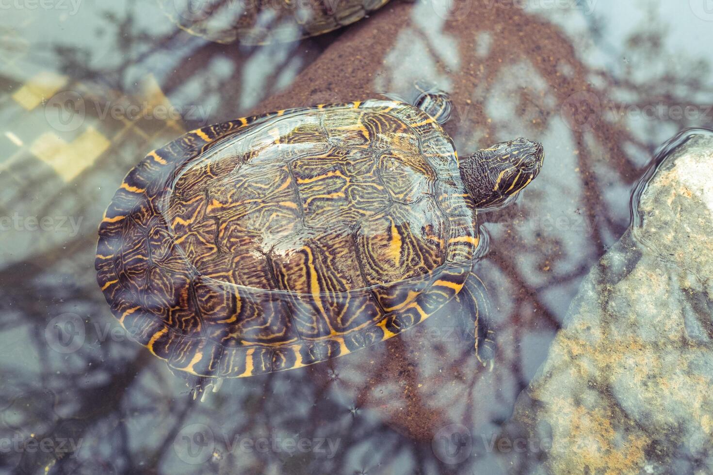 Sea turtle swimming in pond photo