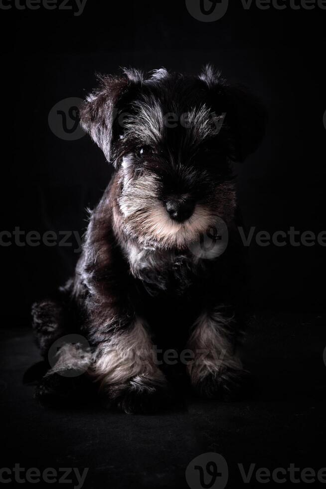 Cute purebred puppy in dark studio photo