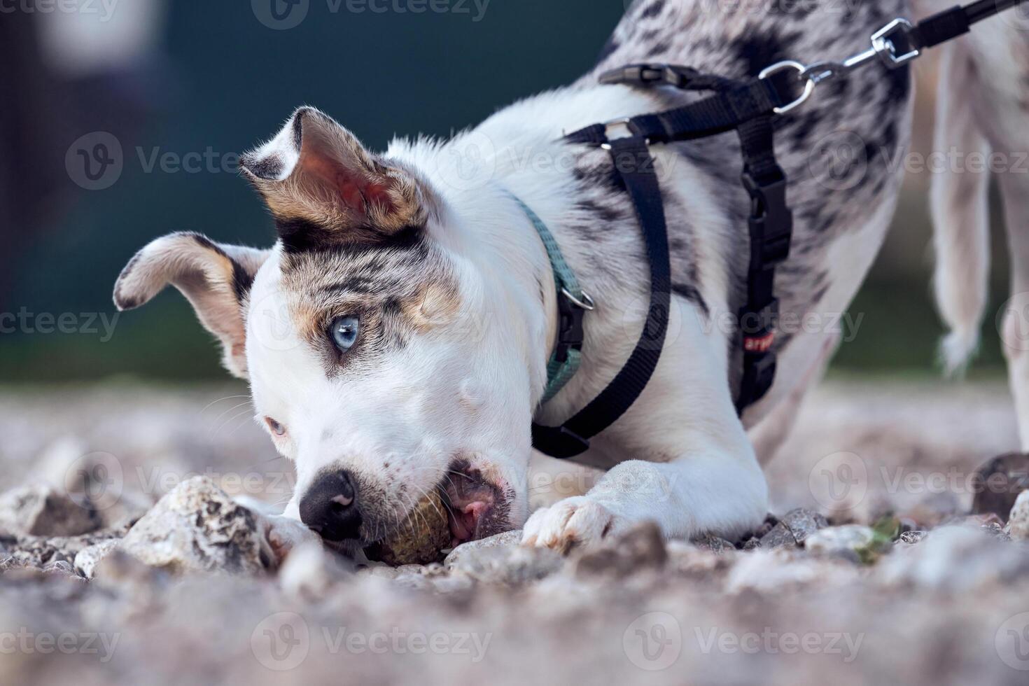 Border collie puppy with blue eyes playing with a stone in the garden of his house tied with the leash photo