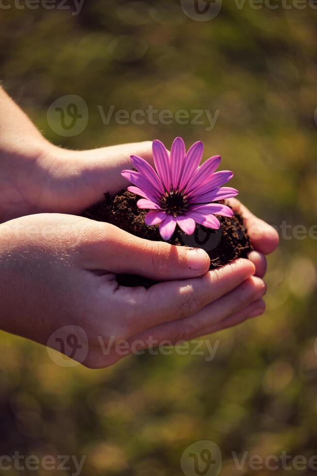 Crop horticulturist with blossoming African daisy seedling in ga photo