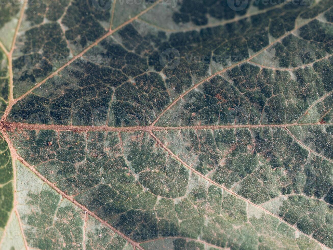 Textured background of green leaf with veins photo