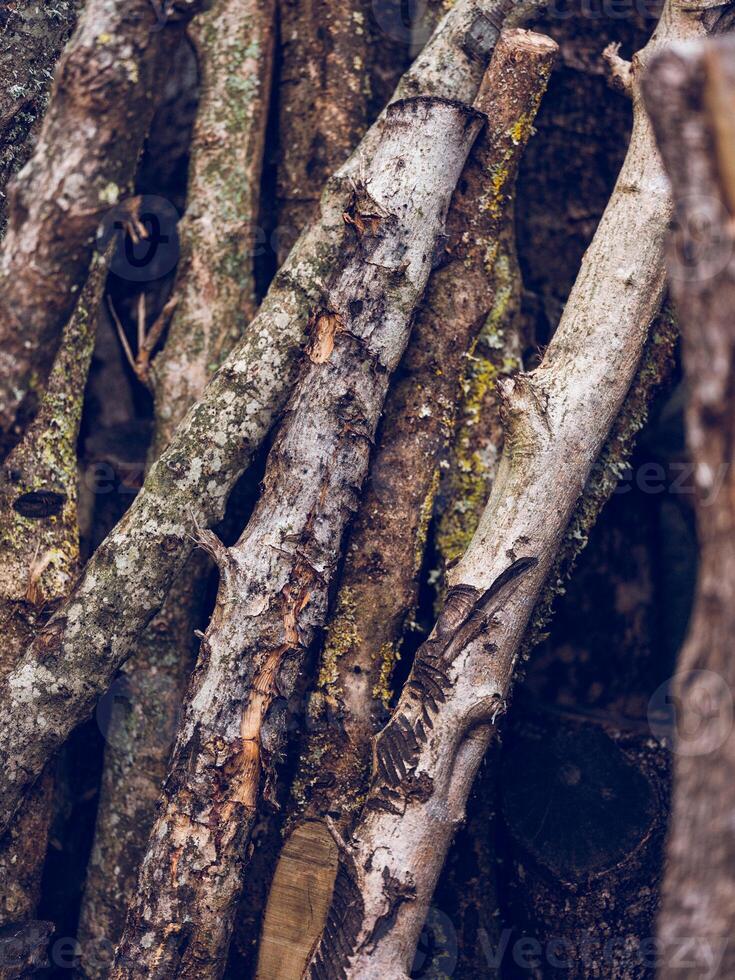 Stack of tree branches in countryside photo