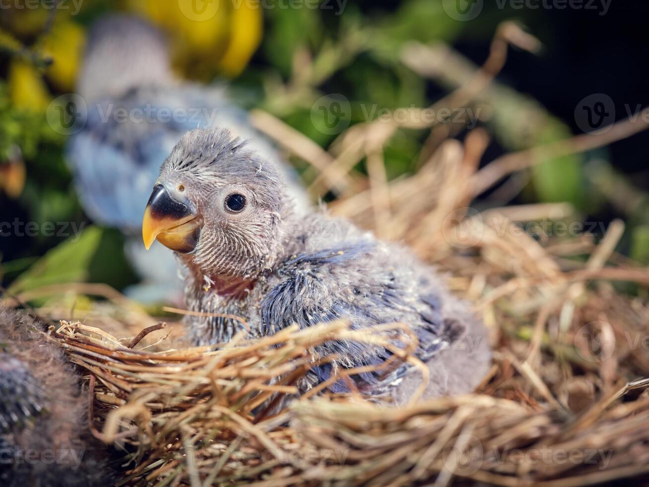 Adorable gray little nestling of lovebird sitting in nest photo
