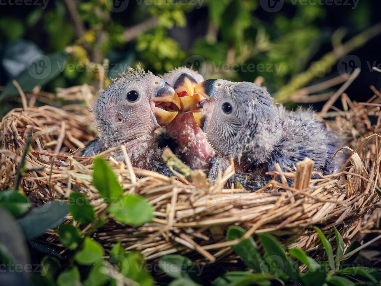 Cute lovebirds playing together in nest photo