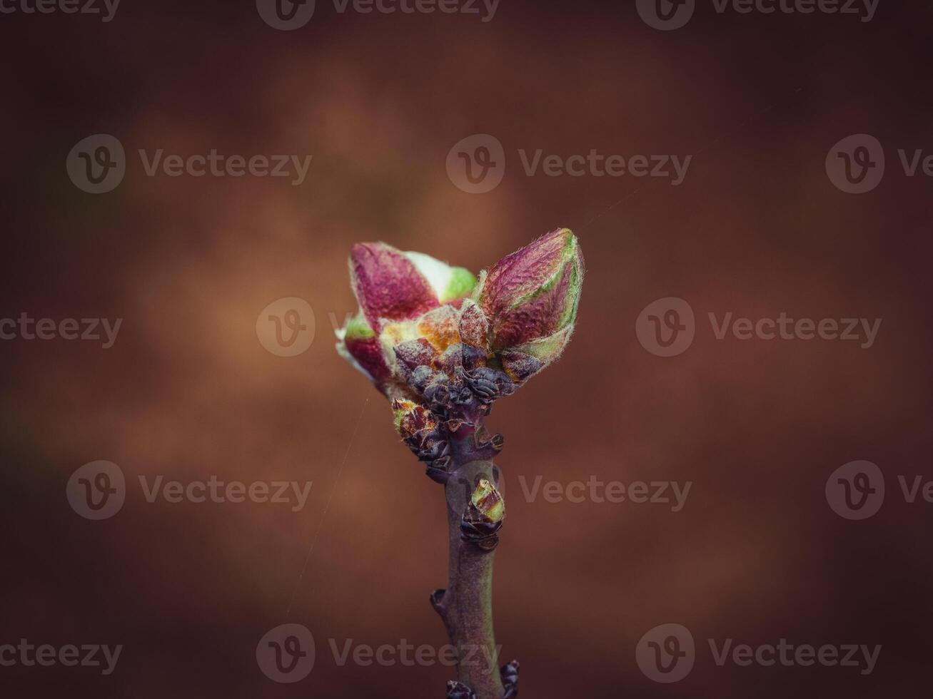 Terminal buds on branch on blurred background photo
