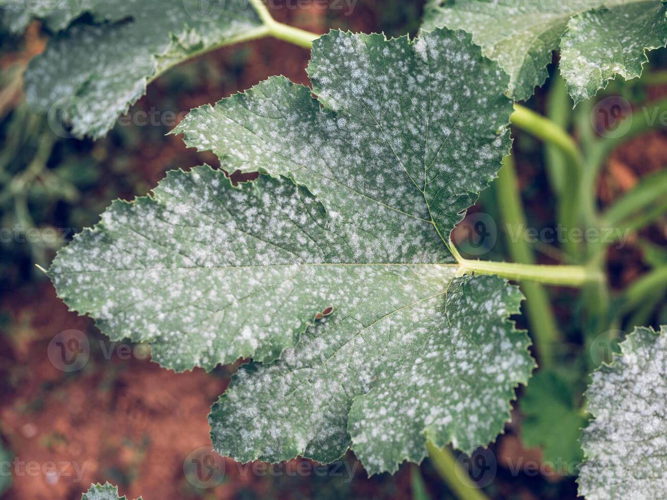 Green leaf growing in garden photo