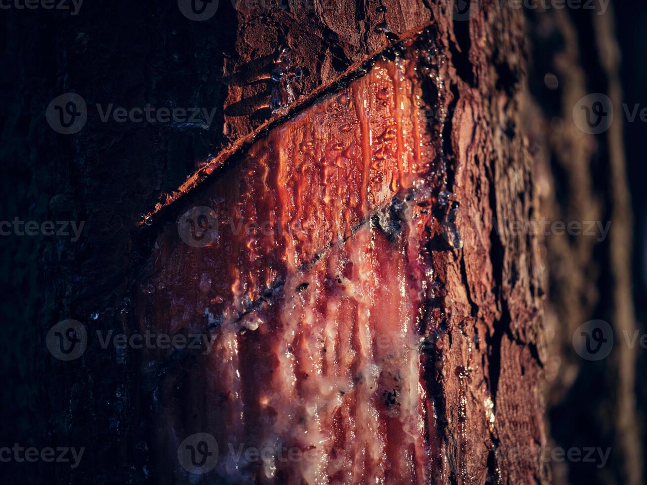 Tree trunk with natural resin photo