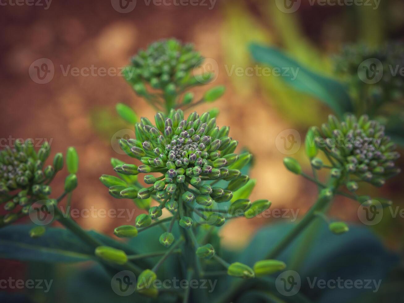 Green rapeseed plant vegetating in meadow photo