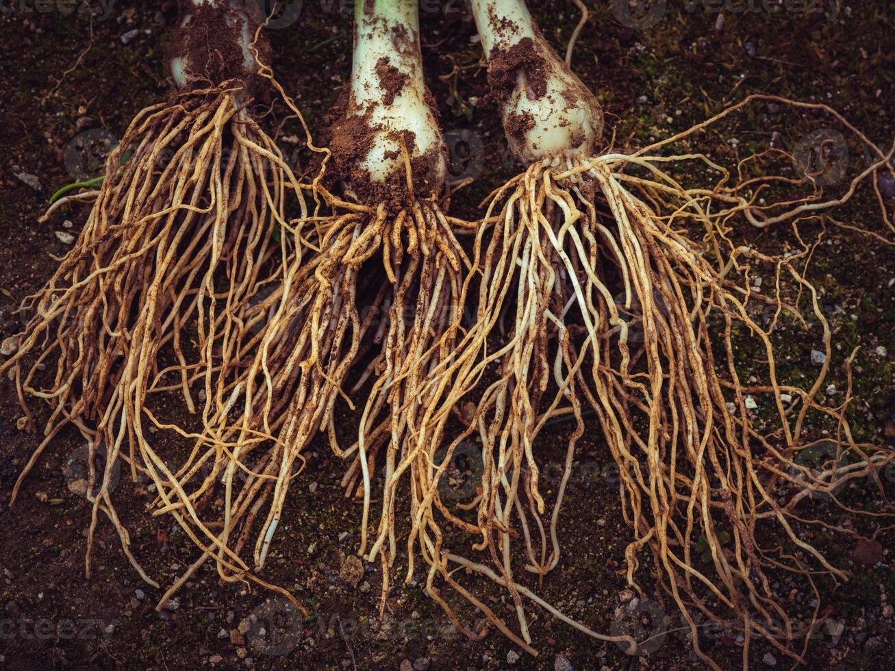 Onion with long roots on ground photo
