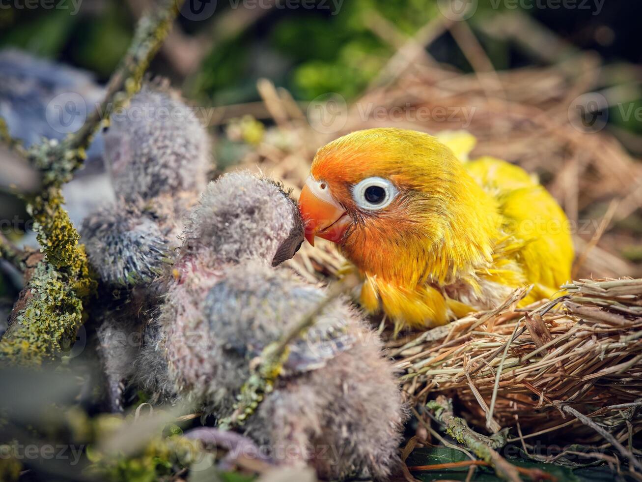 Vivid yellow nestling of lovebird sitting in nest photo