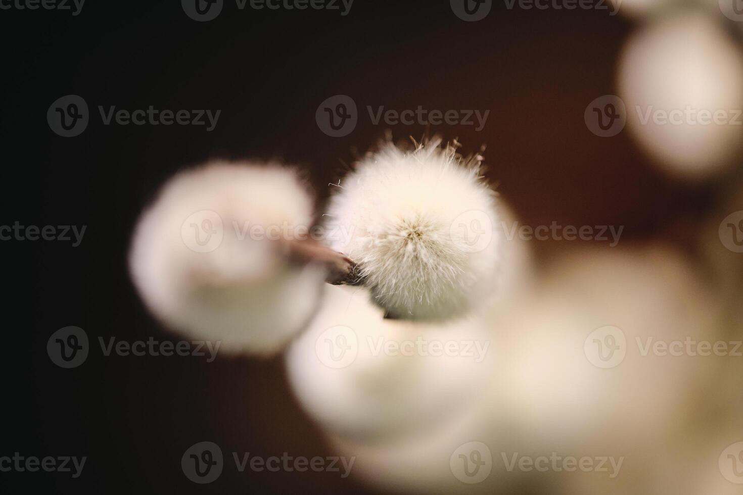 Closeup of bright willow in brown background photo