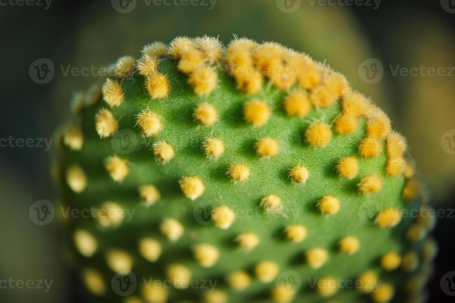 Green cactus with yellow thorns photo