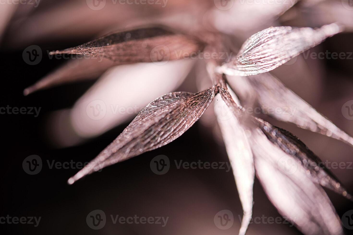 Blooming flower growing in nature photo