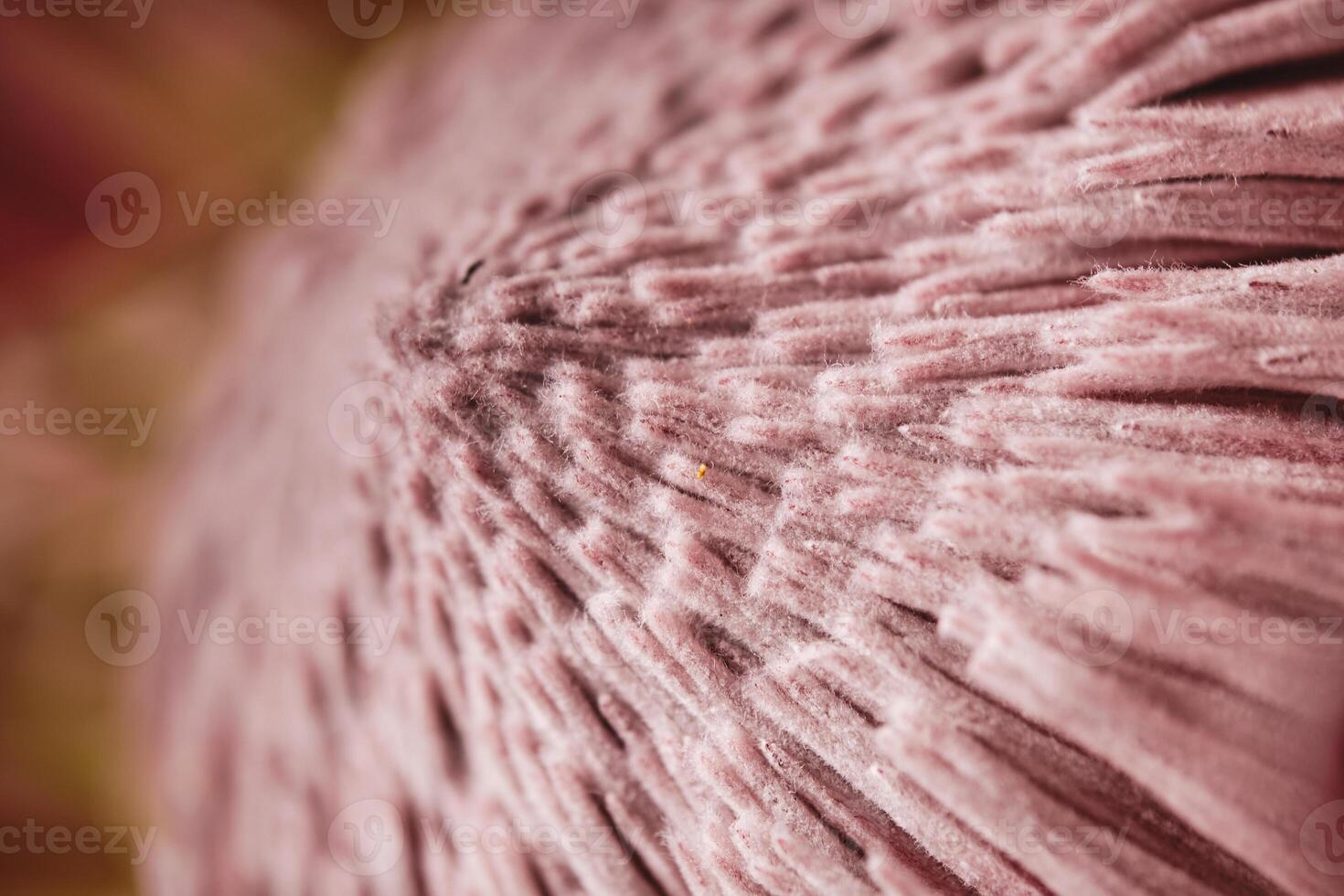 Macro of red flower with thin petals photo