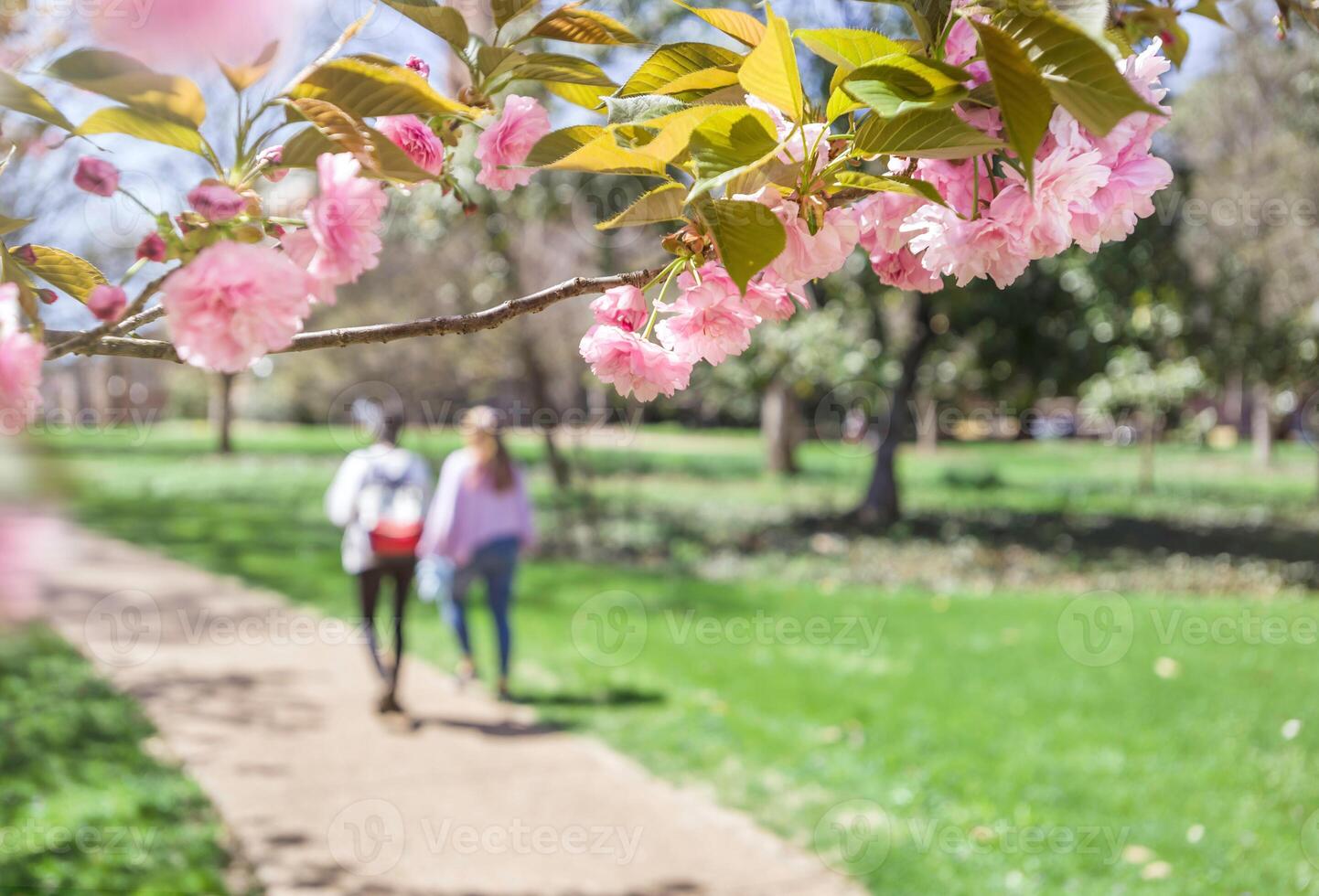 Blooming cherry trees in park photo