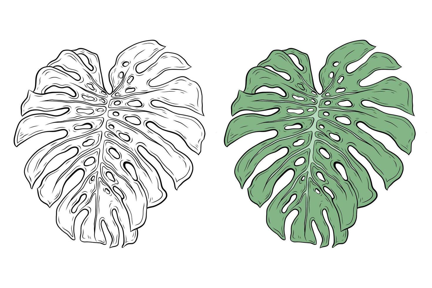 illustration of monstera leaf. Black and white graphics and color green leaf. Realistic botanical drawing of tropical, exotic plant leaf. Design and decoration. Tropical forest vector