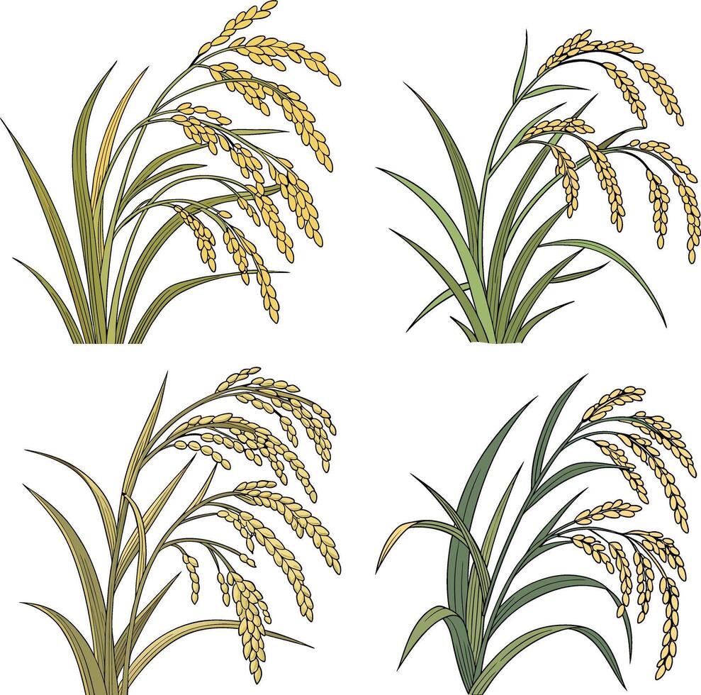 Ripe Paddy Plant vector